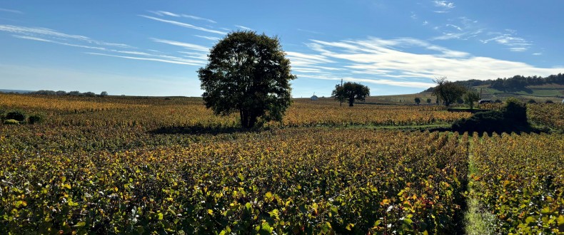 Vineyards   October 2025
